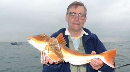 [Tub gurnard photo]